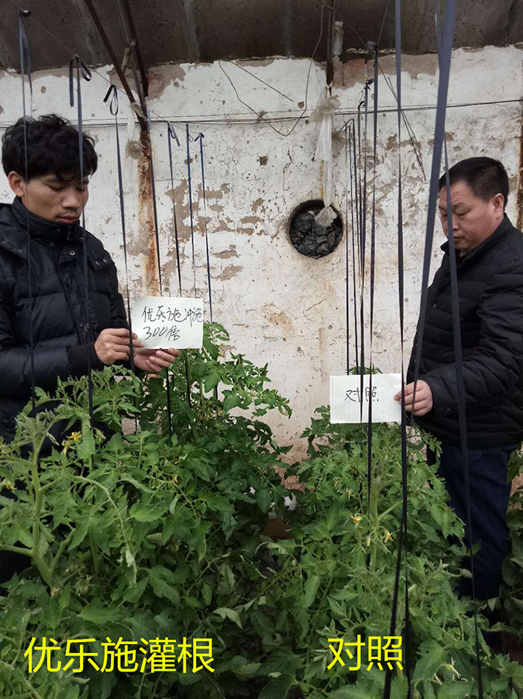 優(yōu)樂施沖施配方在冬季大棚番茄（開花坐果期）上的肥效試驗(yàn)(圖1)