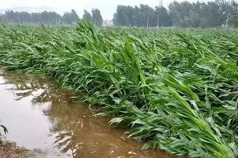 暴雨過后，應(yīng)做好這些事！(圖2)